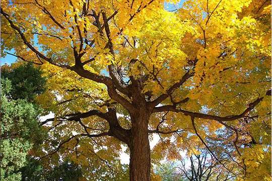 tree root damage Edwardsville il