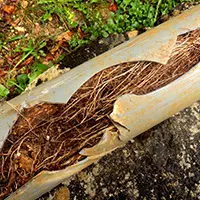 tree root pipe removal edwardsville il