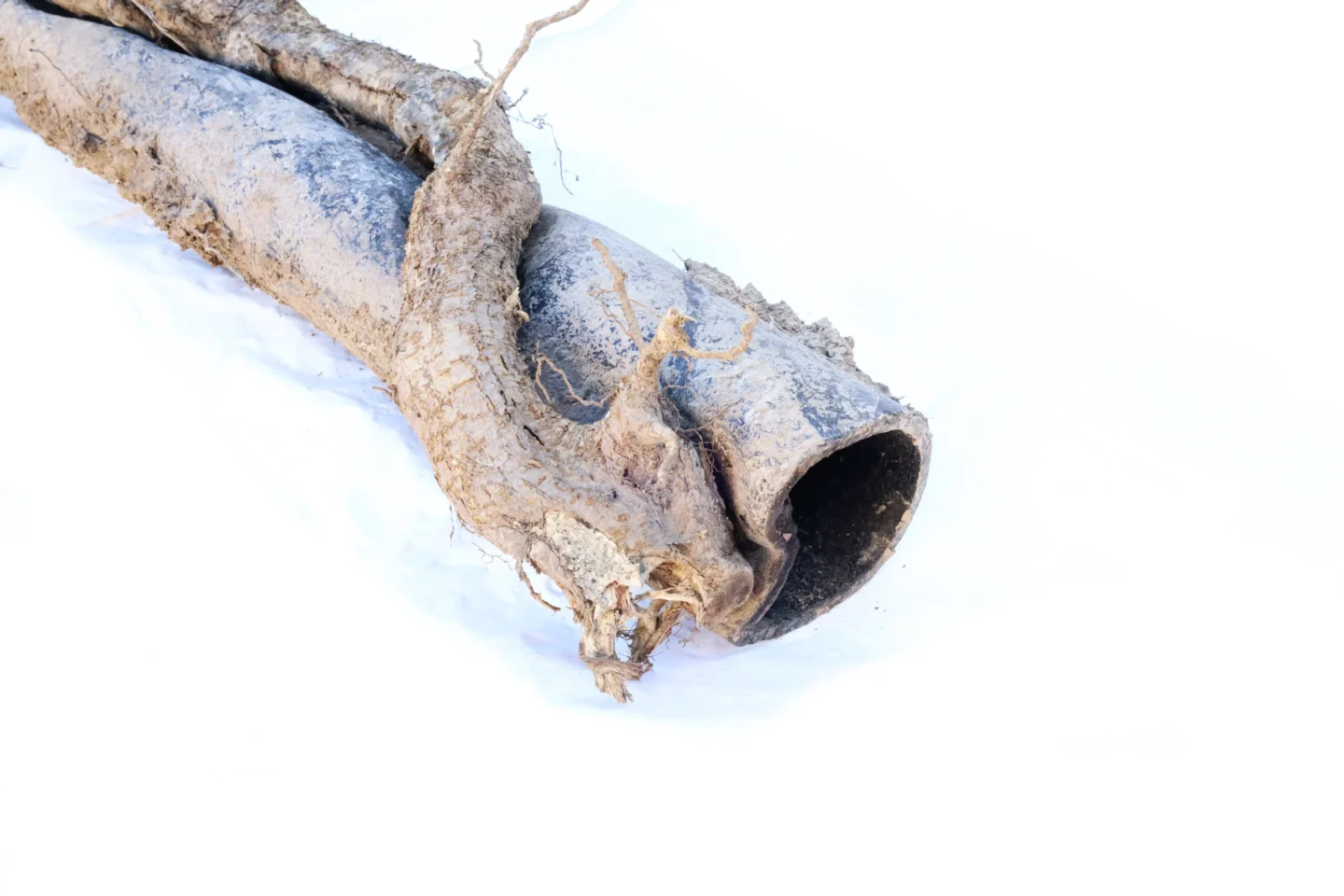 tree root damage to sewer line Alton, IL