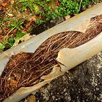 Tree Root Pipe Removal Wood River IL
